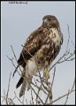 _B211741 red-tailed hawk - Copy